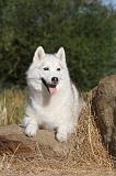 SIBERIAN HUSKY 002